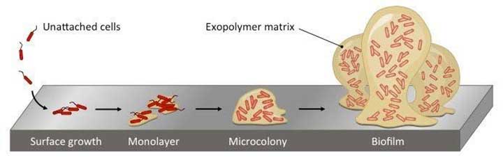 Biofilm