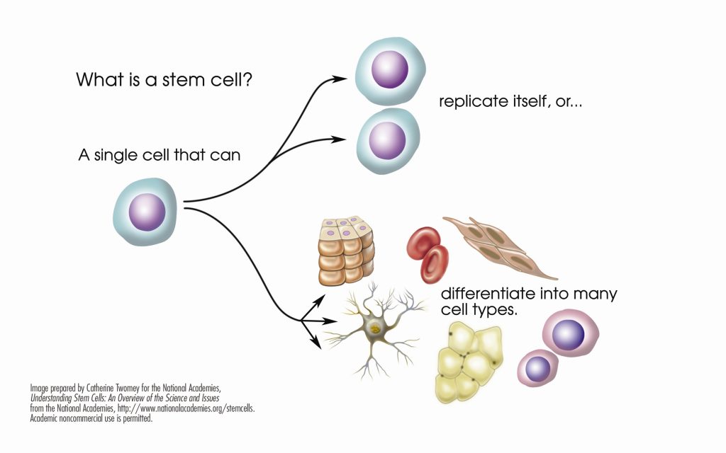 Stem Cells